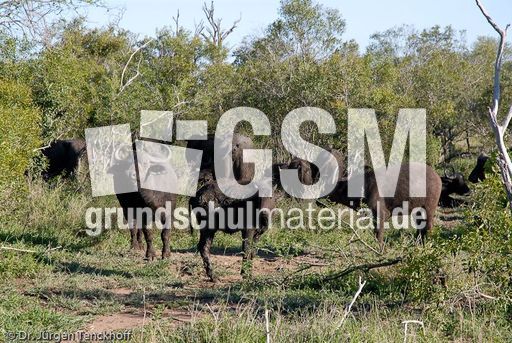 Afrikanischer Büffel (38 von 102).jpg